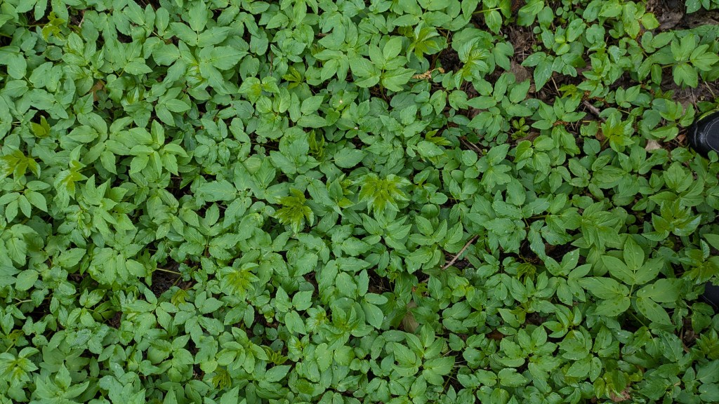 Winter, gathering Spring & thank you for being here.