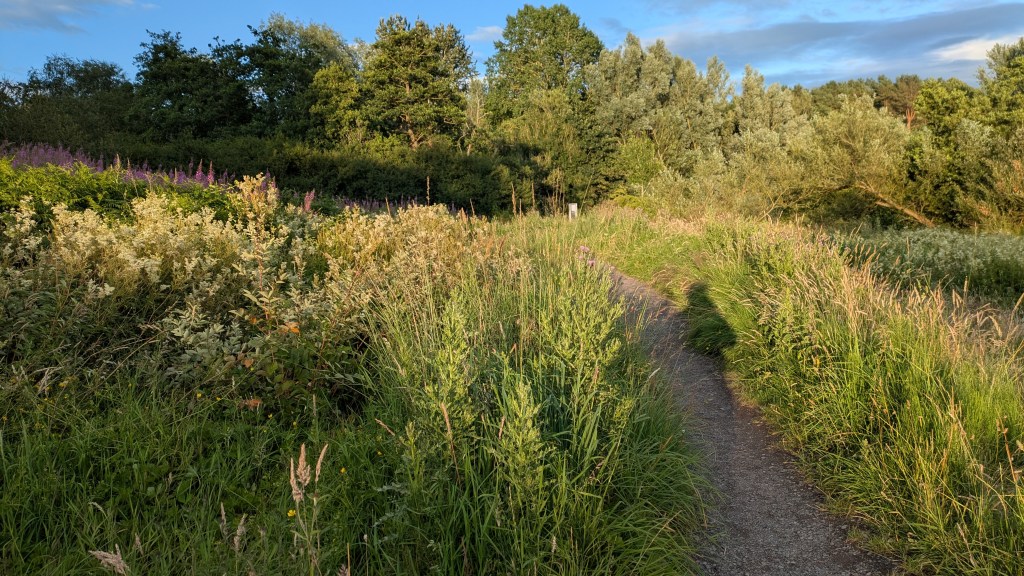 Insect copulation, Seed Season, July in Belfast and Upcoming&nbsp;bits