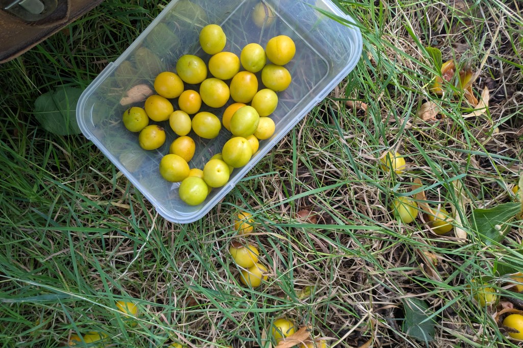 Lughnasadh, Gliding for fruit (and seeds), fungi&nbsp;etc…