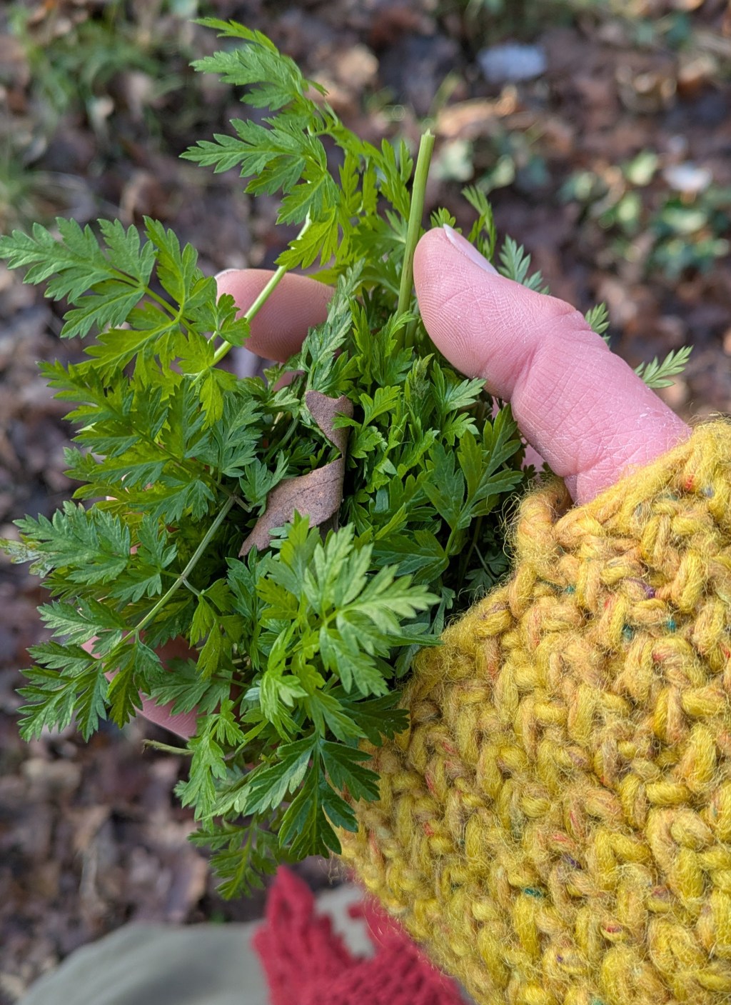 First Greens and getting to know the scary&nbsp;plants