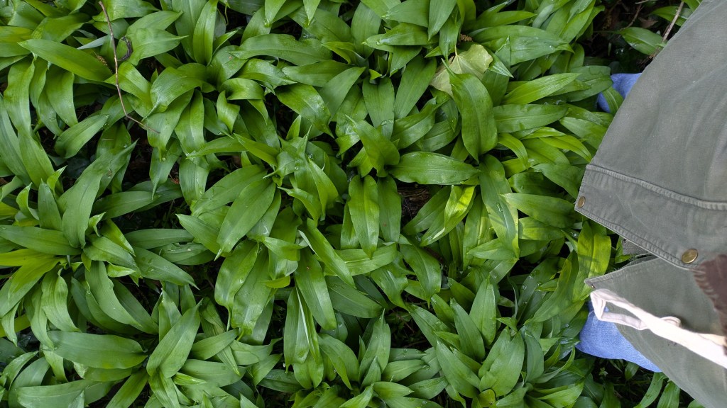 Wild garlic and how to pick it (and other things I found this&nbsp;week.)