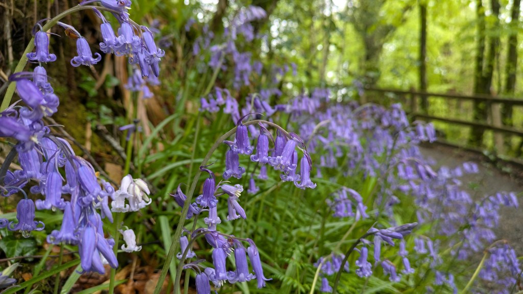April foraging, outdoor activities and what is coming&nbsp;up..